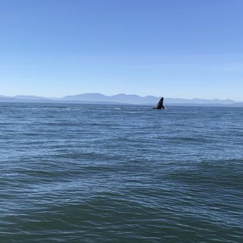 Vancouver Whale Watch - Whale Watching Tours Near Me - Richmond, British Columbia Vancouver Whale Watch - Whale Watching Tours Near Me - Richmond, British Columbia