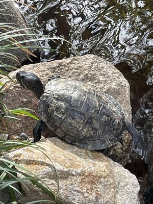 Shell Terrace CASA TORTUGA TURTLE SHELL-TER - Updated June 2026 - 28 Photos & 14 ...