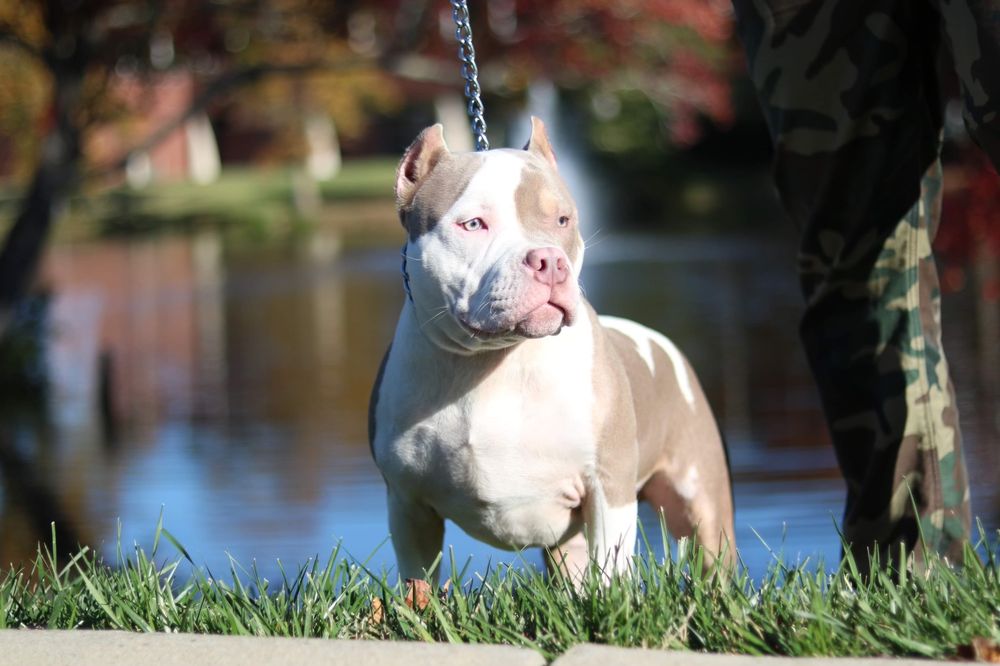 HOOLIGAN KENNELS Request Information Chesapeake, Virginia Pet Services Phone Number Yelp