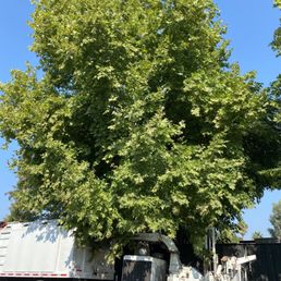 Sycamore before