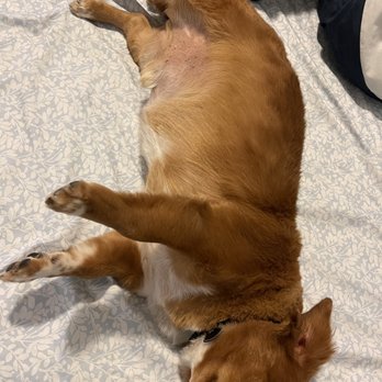 Original Grooming - Clean and perfectly done - Pet Groomers Near Me - Fremont, California