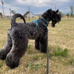 Au Maître Chien - Toilettage terrier