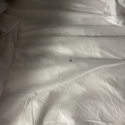 The bed bug The bed bug