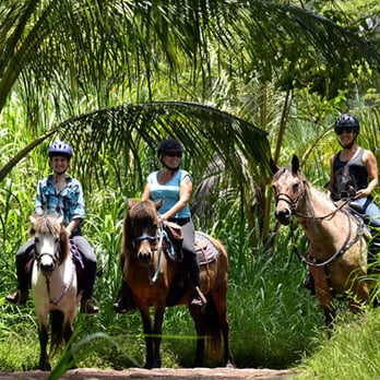 Silver Crest Farms - Guided hour and a half jungle ride in Sunny Kapoho - Horseback Riding Near Me - Kapoho, Hawaii Silver Crest Farms - Guided hour and a half jungle ride in Sunny Kapoho - Horseback Riding Near Me - Kapoho, Hawaii
