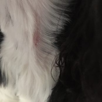 Perfect Pet Salon - Another cut!!! My poor pup. I feel so terrible. - Pet Groomers Near Me - Concord, California