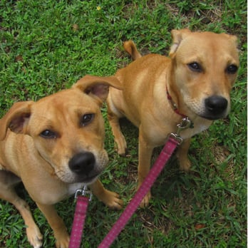 Playful Paws Miami - Happy clients, Mia and Maya. Andy has trained these sister puppies and continues to give them mid-day walks 4 times a week. - Dog Walkers Near Me - Coral Gables, Florida Playful Paws Miami - Happy clients, Mia and Maya. Andy has trained these sister puppies and continues to give them mid-day walks 4 times a week. - Dog Walkers Near Me - Coral Gables, Florida