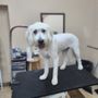 Photo of Country Pawz Grooming
