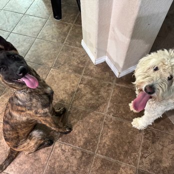 PhDogs - Pet Training Near Me - Riverside, California PhDogs - Pet Training Near Me - Riverside, California