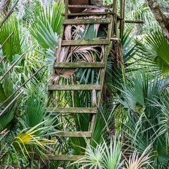Alafia River Corridor South - Hiking Near Me - Lithia, Florida