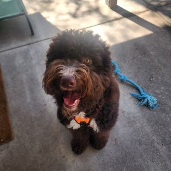 Animal Villa - Pet Sitting Near Me - Anaheim Hills, California Animal Villa - Pet Sitting Near Me - Anaheim Hills, California