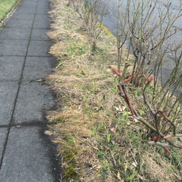 Really weedy, tough walkway strip, Carlos cleaned it up amazingly! ( This is the Before photo) Really weedy, tough walkway strip, Carlos cleaned it up amazingly! ( This is the Before photo)