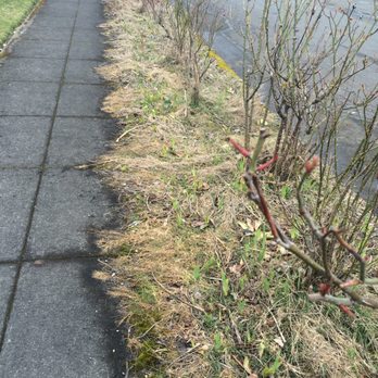 Greenstars Lawn Care - Really weedy, tough walkway strip, Carlos cleaned it up amazingly! ( This is the Before photo) - Pressure Washers Near Me Greenstars Lawn Care - Really weedy, tough walkway strip, Carlos cleaned it up amazingly! ( This is the Before photo) - Pressure Washers Near Me