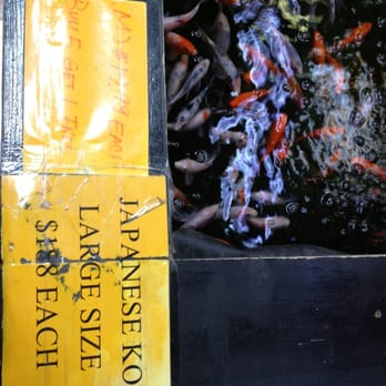 International Aquarium - "Large" Koi fish for $188 each! About the size of 3 fingers - Aquarium Services Near Me - Oakland, California International Aquarium - "Large" Koi fish for $188 each! About the size of 3 fingers - Aquarium Services Near Me - Oakland, California