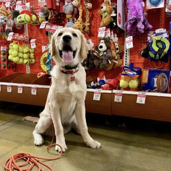 The Goode Dog - Off Leash Training! - Pet Training Near Me The Goode Dog - Off Leash Training! - Pet Training Near Me