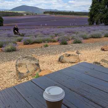 Bridestowe Lavender Estate - Farms Near Me - Nabowla, TAS
