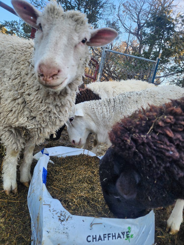 Rescue Foundation - equestrian in Tijeras, NM