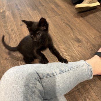 The Kitty Cup - I wanted to take this little guy home - Pet Adoption Near Me - Port St. Lucie, Florida