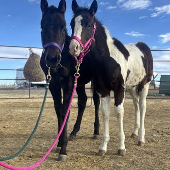 Cole Canyon Farms - Horses are heartbeat of the herd, we love having them outside our front door. - Attraction Farms Near Me - Laurel, Montana Cole Canyon Farms - Horses are heartbeat of the herd, we love having them outside our front door. - Attraction Farms Near Me - Laurel, Montana