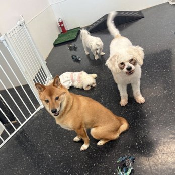 Barking Muse - Dog friends in Daycare - Pet Groomers Near Me - Sugar Land, Texas Barking Muse - Dog friends in Daycare - Pet Groomers Near Me - Sugar Land, Texas