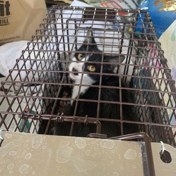 Altered Tails - Cats I've tnr'd living the colony dream now - Veterinarians Near Me - Phoenix, Arizona