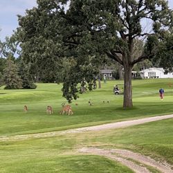 Indian Creek Country Club - a group of deer on the course