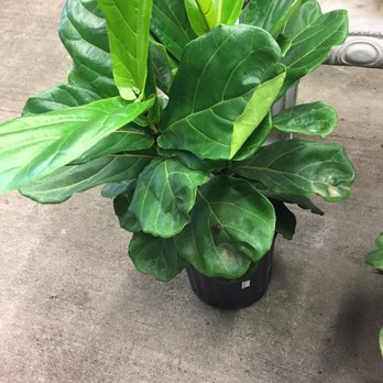 Stone Bros. & Byrd - Nurseries & Gardening Near Me - Durham, North Carolina