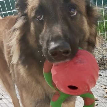 Champion Kennels - Pet Training Near Me - Sterling, Massachusetts Champion Kennels - Pet Training Near Me - Sterling, Massachusetts