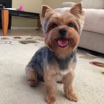 Lisa's Doghouse - Happy Pupper with a fresh cut - Pet Groomers Near Me - Mesa, Arizona