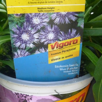 The Home Depot - The butterflies were especially attracted to this flowering plant. - Hardware Stores Near Me - East York, Ontario