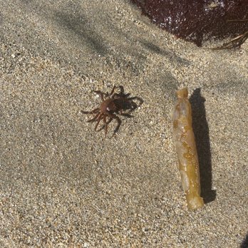 Natural Bridges State Beach - A crab on the beach - Beaches Near Me - Santa Cruz, California Natural Bridges State Beach - A crab on the beach - Beaches Near Me - Santa Cruz, California
