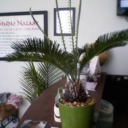 Studio Nazaar