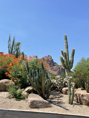 Sanctuary Camelback Mountain Resort & Spa by null