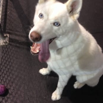 Dogtastic Fun - Pet Boarding Near Me - Woodridge, Illinois