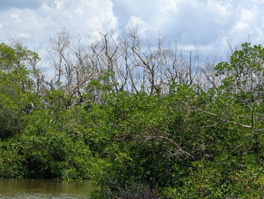 Tarpon Bay Explorers by null