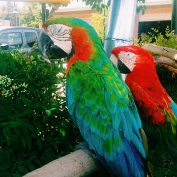 Tire Man Agoura - The feisty Parrots... - Tires Near Me - Agoura Hills, California Tire Man Agoura - The feisty Parrots... - Tires Near Me - Agoura Hills, California