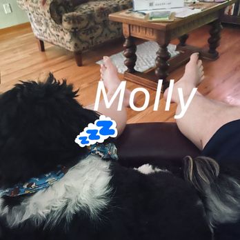 The Pawder Room - Molly enjoys taking a nap - Pet Groomers Near Me - Puyallup, Washington
