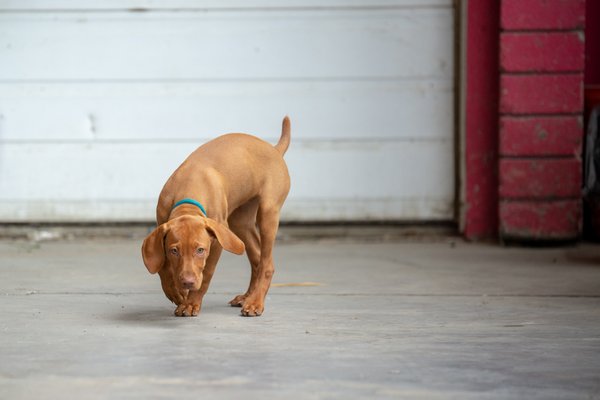 skids run dog daycare