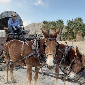 Covered Wagon Tours - The mules - Tours Near Me - Thousand Palms, California Covered Wagon Tours - The mules - Tours Near Me - Thousand Palms, California