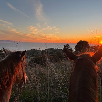 Oceanview Performance Horses - Horseback Riding Near Me - Rancho Palos Verdes, California Oceanview Performance Horses - Horseback Riding Near Me - Rancho Palos Verdes, California