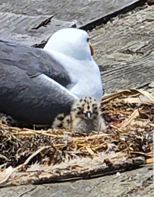 Santa Cruz Wharf by null