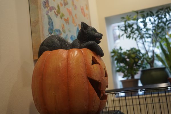 the cat doctor hillside ave