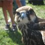 Photo of Raptor Weekend