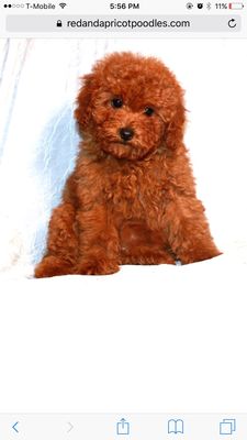 111 happy tails dog grooming