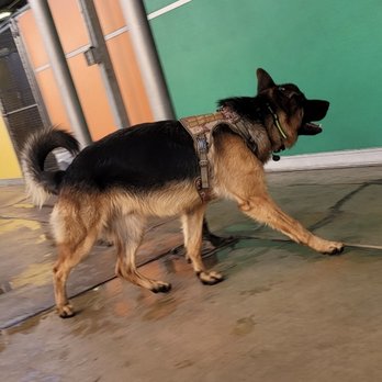 A Pet Villa - Day 2 and he feels like a king! - Pet Boarding Near Me - Santa Clara, California A Pet Villa - Day 2 and he feels like a king! - Pet Boarding Near Me - Santa Clara, California