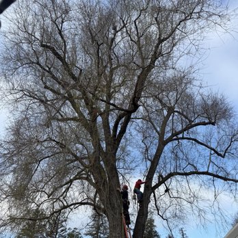 Preferred Expert Tree Service - Tree Services Near Me Preferred Expert Tree Service - Tree Services Near Me