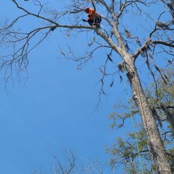 Obet's Tree Work - It was a dead dangerous tree removal