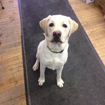 Mayer Paint & Hardware - Meet Winton! Super smart Lab & trusted employee! - Hardware Stores Near Me - Rochester, New York