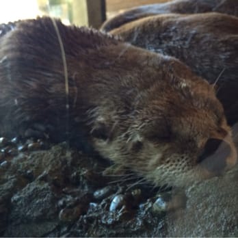 Seattle Aquarium - Aquariums Near Me - Seattle, Washington Seattle Aquarium - Aquariums Near Me - Seattle, Washington