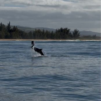 Captain J’s Kauai Offshore Adventures - Dolphins jumping and playing - Boat Tours Near Me - Eleele, Hawaii Captain J’s Kauai Offshore Adventures - Dolphins jumping and playing - Boat Tours Near Me - Eleele, Hawaii