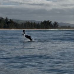 Captain J’s Kauai Offshore Adventures - Dolphins jumping and playing